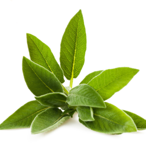 Sage Herb