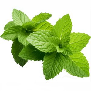 Mint Leaves - (Pudina)
