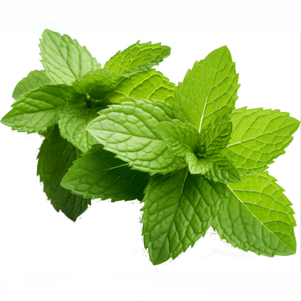 Mint Leaves - (Pudina)