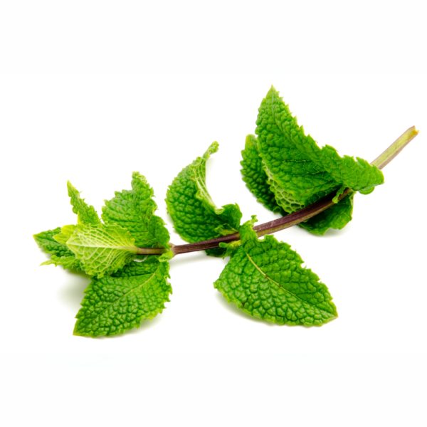 Mint Leaves - (Pudina) - Image 3