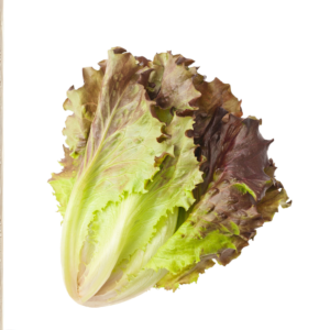 Red Lettuce - (Laal Salad ke Patte)