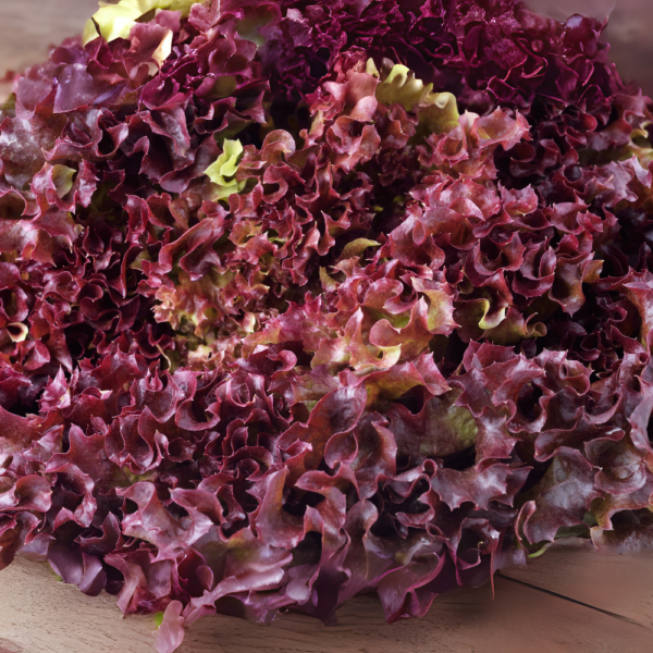 Red Lettuce - (Laal Salad ke Patte) - Image 3