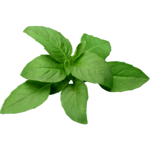 Basil -  (Tulsi)